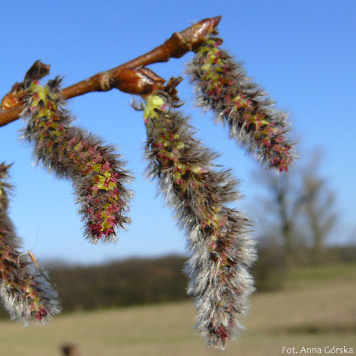 Topola osika, Populus tremula, kwiatostan